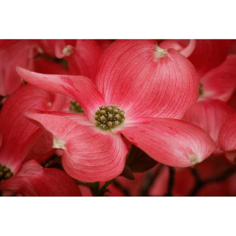 Dogwood Delicacy IV Black Modern Wood Framed Art Print with Double Matting by Geyman, Vitaly