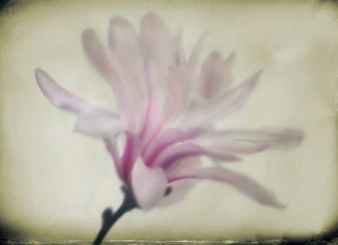 Floral Dreams I Black Ornate Wood Framed Art Print with Double Matting by Geyman, Vitaly