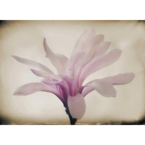 Floral Dreams II Gold Ornate Wood Framed Art Print with Double Matting by Geyman, Vitaly