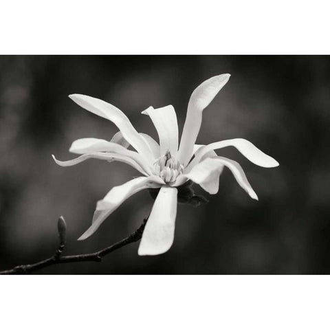 Magnolia Dreams I Black Modern Wood Framed Art Print by Geyman, Vitaly