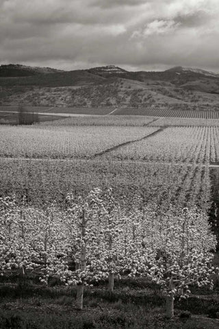 Pear Orchard I White Modern Wood Framed Art Print with Double Matting by Geyman, Vitaly