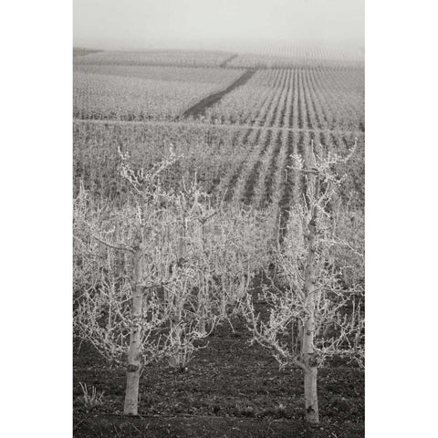 Pear Orchard II White Modern Wood Framed Art Print by Geyman, Vitaly