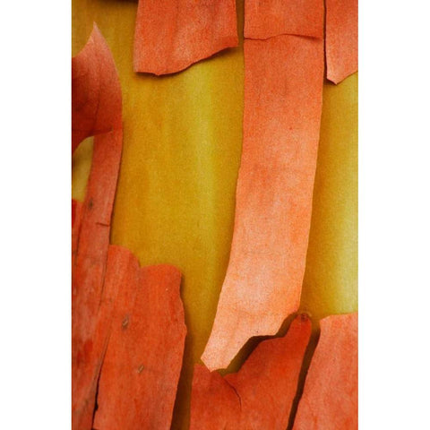 Madrone Mosaic I Gold Ornate Wood Framed Art Print with Double Matting by Geyman, Vitaly