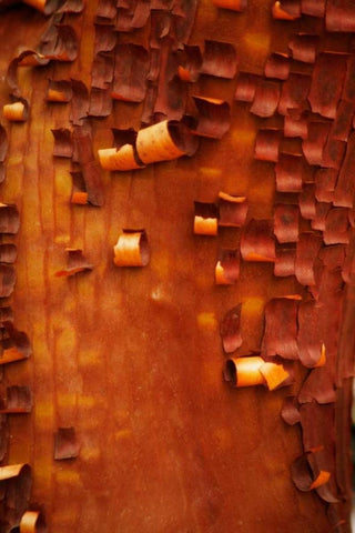 Menzanita Mosaic I White Modern Wood Framed Art Print with Double Matting by Geyman, Vitaly