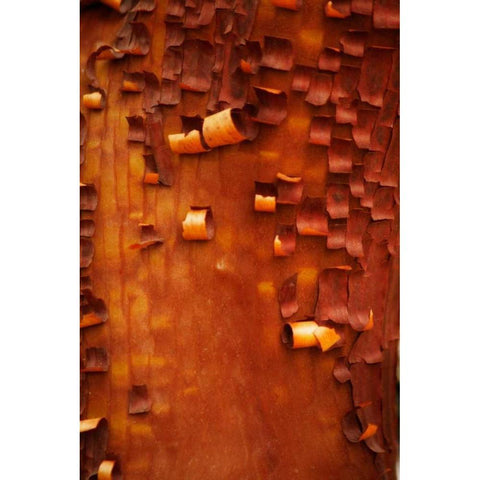 Menzanita Mosaic I White Modern Wood Framed Art Print by Geyman, Vitaly