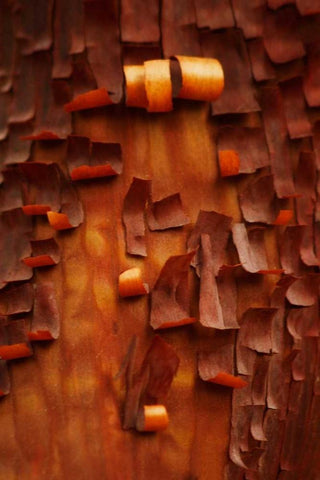 Menzanita Mosaic II White Modern Wood Framed Art Print with Double Matting by Geyman, Vitaly