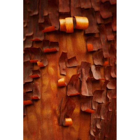 Menzanita Mosaic II Gold Ornate Wood Framed Art Print with Double Matting by Geyman, Vitaly