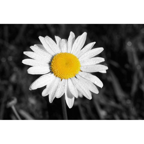 Morning Daisy I White Modern Wood Framed Art Print by Geyman, Vitaly