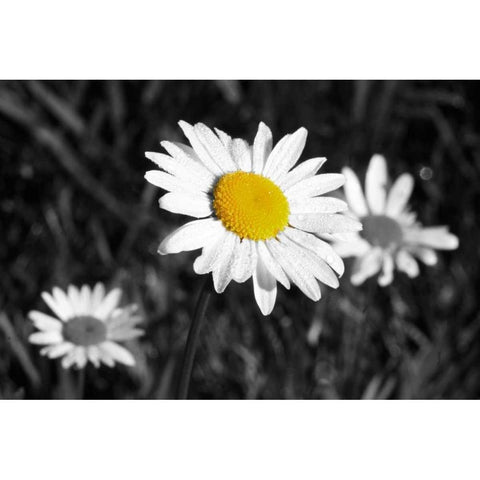 Morning Daisy II Black Modern Wood Framed Art Print with Double Matting by Geyman, Vitaly