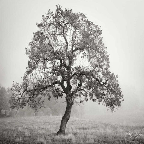 Burning Oak BW VII White Modern Wood Framed Art Print by Vitaly, Geyman