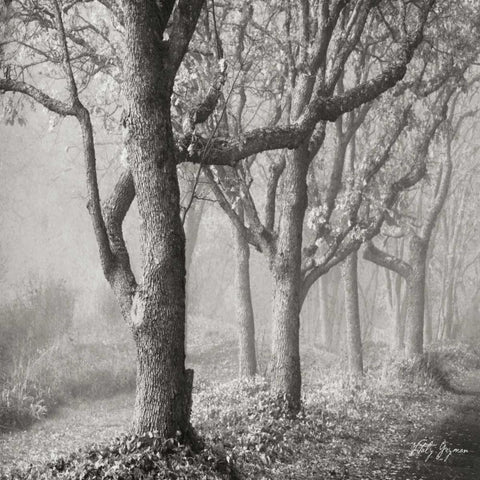 Tree in the Mist Sq Black Modern Wood Framed Art Print with Double Matting by Vitaly, Geyman