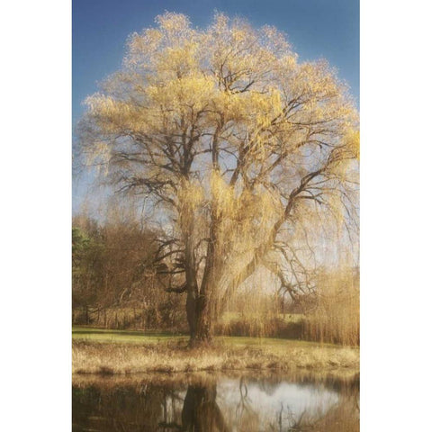 Willow Magic I Gold Ornate Wood Framed Art Print with Double Matting by Vitaly, Geyman