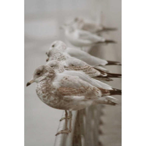 Seagul Paradise I White Modern Wood Framed Art Print by Vitaly, Geyman