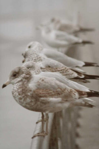 Seagul Paradise I White Modern Wood Framed Art Print with Double Matting by Vitaly, Geyman