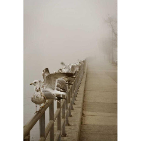 Seagul Paradise II Black Modern Wood Framed Art Print with Double Matting by Vitaly, Geyman