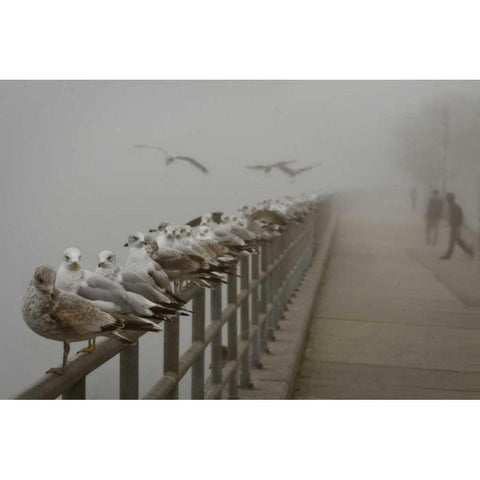 Seagul Paradise III Black Modern Wood Framed Art Print with Double Matting by Vitaly, Geyman