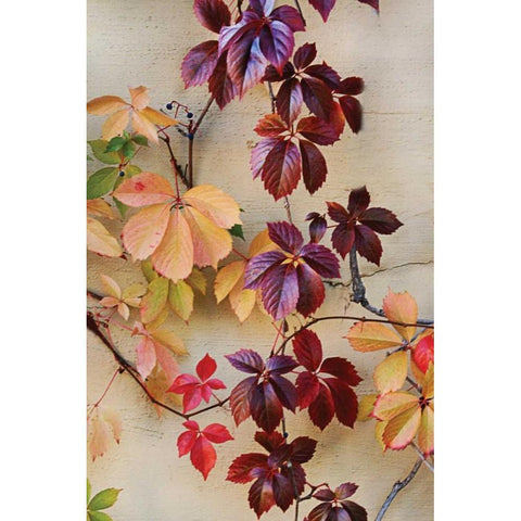 Vine Leaf Romance I Gold Ornate Wood Framed Art Print with Double Matting by Vitaly, Geyman