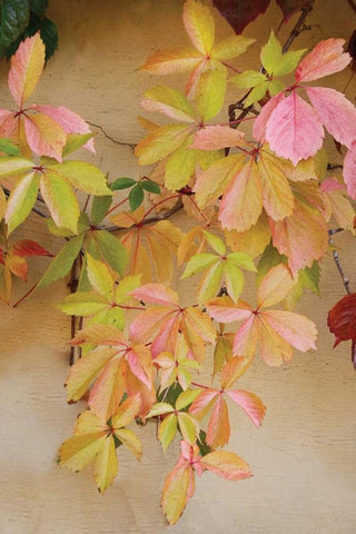 Vine Leaf Romance II White Modern Wood Framed Art Print with Double Matting by Vitaly, Geyman