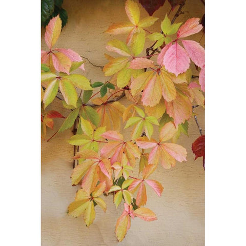 Vine Leaf Romance II Gold Ornate Wood Framed Art Print with Double Matting by Vitaly, Geyman