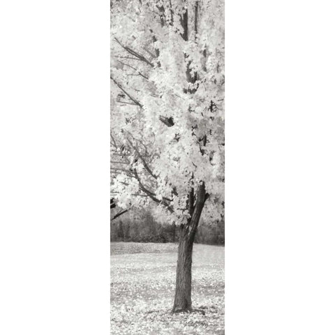 Splash of Color III BW Gold Ornate Wood Framed Art Print with Double Matting by Geyman, Vitaly