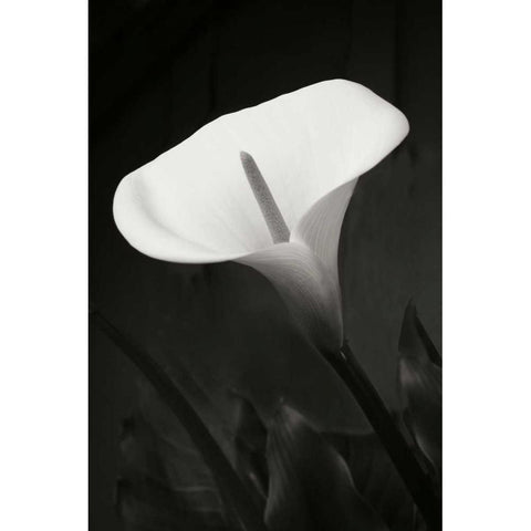 Calla Lily Perfection I Black Modern Wood Framed Art Print with Double Matting by Geyman, Vitaly