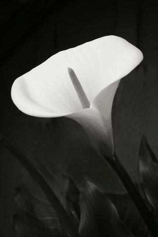 Calla Lily Perfection I White Modern Wood Framed Art Print with Double Matting by Geyman, Vitaly