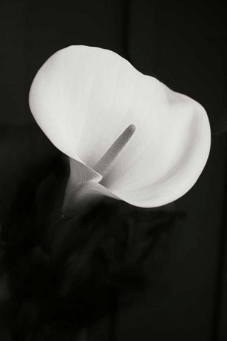 Calla Lily Perfection II White Modern Wood Framed Art Print with Double Matting by Geyman, Vitaly