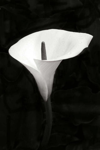 Calla Lily Perfection III Black Ornate Wood Framed Art Print with Double Matting by Geyman, Vitaly