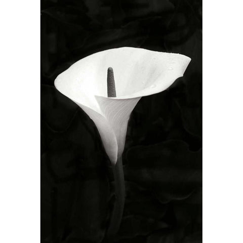 Calla Lily Perfection III Black Modern Wood Framed Art Print with Double Matting by Geyman, Vitaly