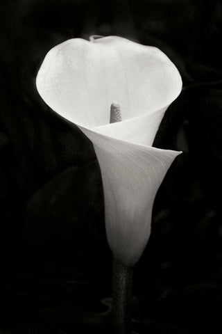 Calla Lily Perfection IV Black Ornate Wood Framed Art Print with Double Matting by Geyman, Vitaly