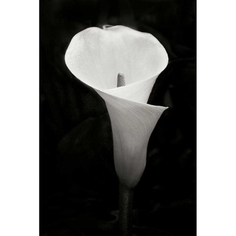 Calla Lily Perfection IV White Modern Wood Framed Art Print by Geyman, Vitaly