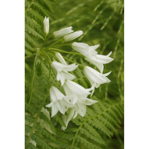Gentle Bells I Black Modern Wood Framed Art Print by Geyman, Vitaly
