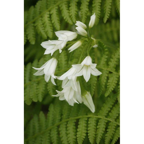 Gentle Bells II White Modern Wood Framed Art Print by Geyman, Vitaly