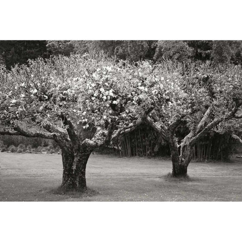 Orchard Serenity I Black Modern Wood Framed Art Print with Double Matting by Geyman, Vitaly