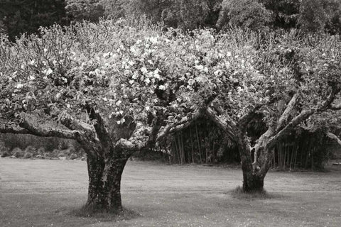 Orchard Serenity I Black Ornate Wood Framed Art Print with Double Matting by Geyman, Vitaly