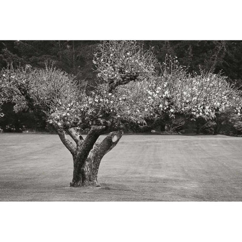 Orchard Serenity II White Modern Wood Framed Art Print by Geyman, Vitaly