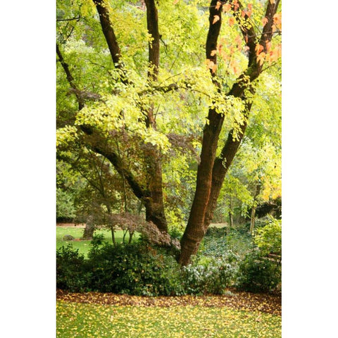 Fall Abundance II Gold Ornate Wood Framed Art Print with Double Matting by Geyman, Vitaly