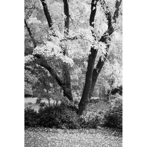 Fall Abundance II B and W White Modern Wood Framed Art Print by Geyman, Vitaly