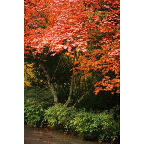 Fall Abundance IV Black Modern Wood Framed Art Print by Geyman, Vitaly
