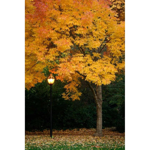 Fall Abundance IX Black Modern Wood Framed Art Print by Geyman, Vitaly