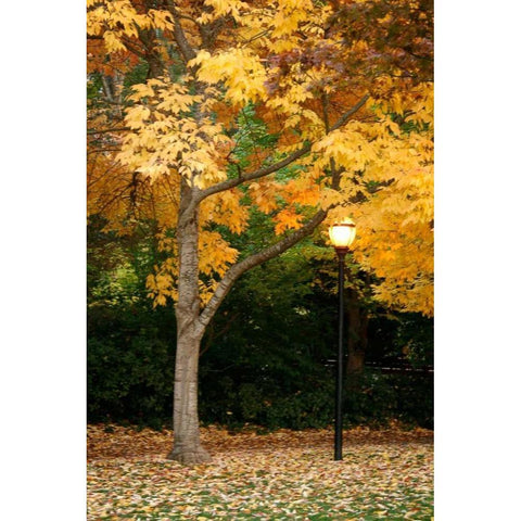 Fall Abundance X Gold Ornate Wood Framed Art Print with Double Matting by Geyman, Vitaly