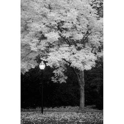 Fall Abundance IX B and W White Modern Wood Framed Art Print by Geyman, Vitaly