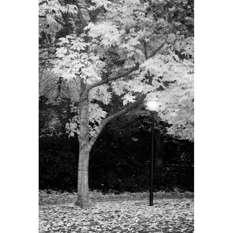 Fall Abundance X B and W Black Modern Wood Framed Art Print with Double Matting by Geyman, Vitaly