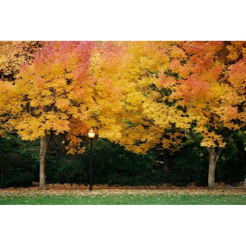 Fall Abundance V White Modern Wood Framed Art Print by Geyman, Vitaly