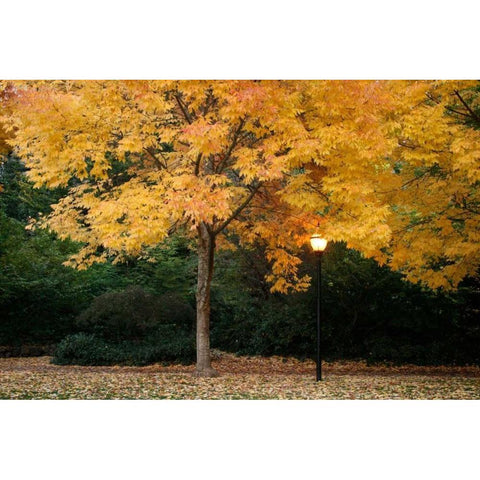 Fall Abundance VI Gold Ornate Wood Framed Art Print with Double Matting by Geyman, Vitaly