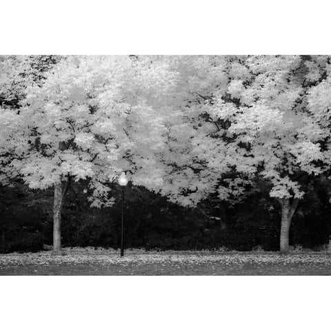 Fall Abundance V B and W White Modern Wood Framed Art Print by Geyman, Vitaly