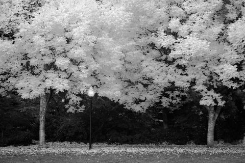 Fall Abundance V B and W White Modern Wood Framed Art Print with Double Matting by Geyman, Vitaly