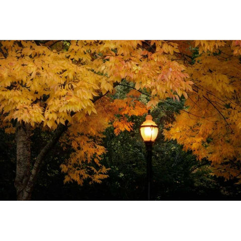 Fall Abundance VII White Modern Wood Framed Art Print by Geyman, Vitaly