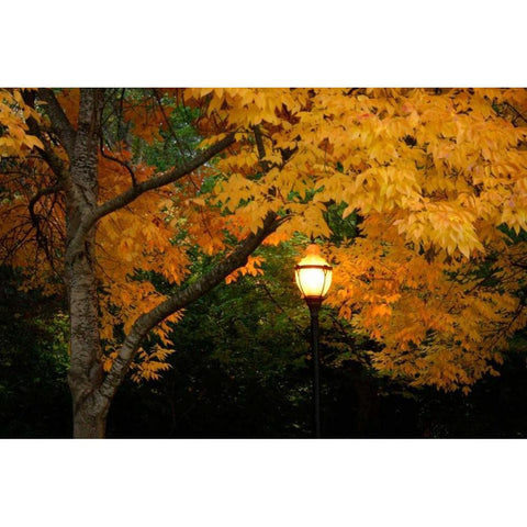 Fall Abundance VIII Gold Ornate Wood Framed Art Print with Double Matting by Geyman, Vitaly
