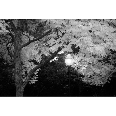 Fall Abundance VII B and W White Modern Wood Framed Art Print by Geyman, Vitaly